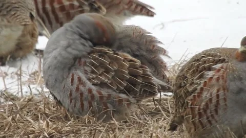 Gray  partridge close up, feeding Stock Footage 164379847