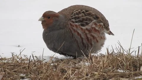 Gray  partridge close up, feeding Stock Footage 164379860