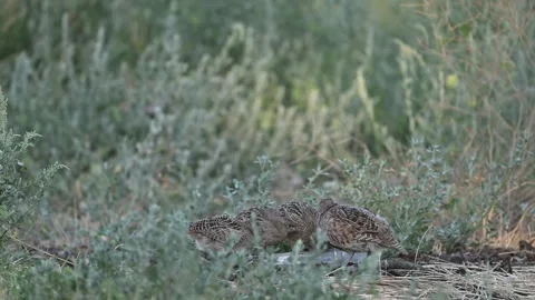 Gray Partridge Perdix perdix Flock Drinking Water in Wild Nature Slow Motion Vídeo Stock 338090056