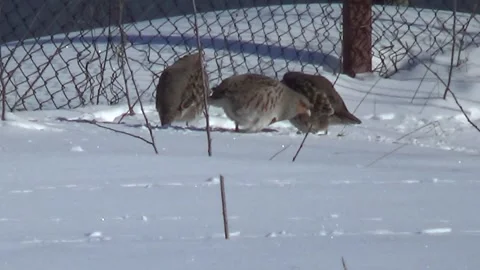 Gray partridges in the snow. Perdix perdix. Stock Footage 148495183
