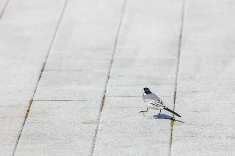 Gray paved path with small bird walking alone Stock Photos