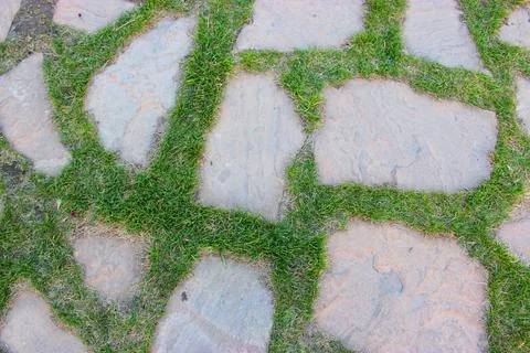 Gray paving slabs, paved path, among greenery in a shady park. Shallow depth of Stock Photos