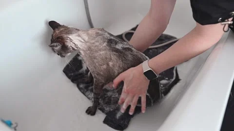 A gray pedigree cat gets a careful cleaning in a warm bath. Cleaning removes Stock Footage 305645973