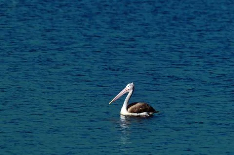 Gray Pelican Stock Photos