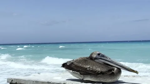 A gray pelican sits against the backdrop of the Atlantic Ocean in windy weather Stock Footage 238437880