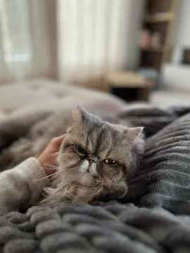 Gray Persian Cat Stock Photos