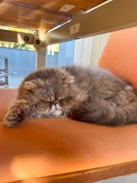 Gray Persian Cat resting Stock Photos
