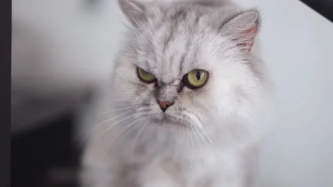 A gray persian cat is yawning. Stockbeeldmateriaal 236516593