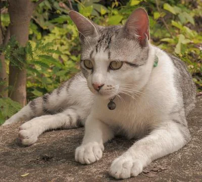 Gray pet cat background with ferocious face lying on cement floor. Stock Photos