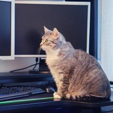 Gray pet on a computer table with two monitors near the mouse and keyboard Stock Photos