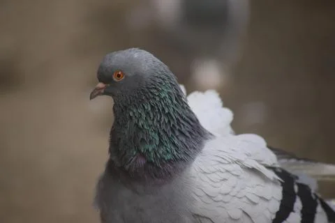 Gray pigeon close up Stock Photos
