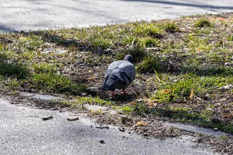 A gray pigeon foraging on a patch of grassy ground near a paved sidewalk in.. Stock Photos