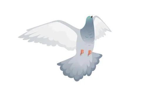 Gray pigeon with green head flying city dove bird vector illustration carto.. Stock Illustration