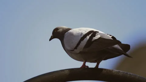 Gray Pigeon Perched on Black Railing Against Clear Blue Sky During Sunny Stock Footage 303376183