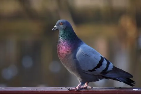 Gray pigeon. Stock Photos