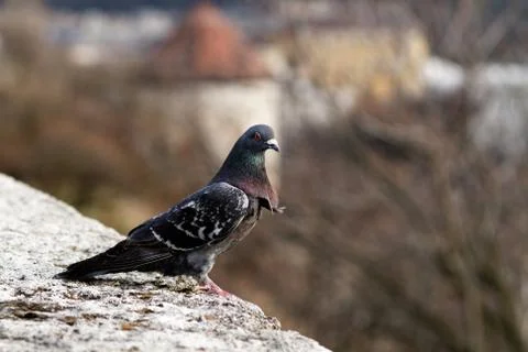 Gray pigeon Stock Photos