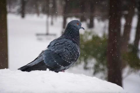 Gray pigeon Stock Photos