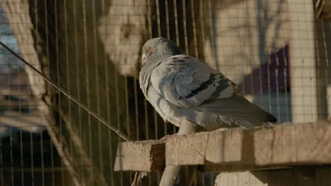 Gray pigeon preening its feathers in outdoor cage Stock Footage 305846743