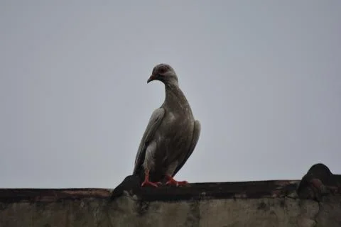 Gray pigeon on rooftop ledge looking sideways under cloudy sky Stock Photos