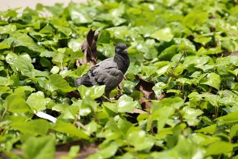 Gray Pigeon Standing Among Lush Green Foliage Фото