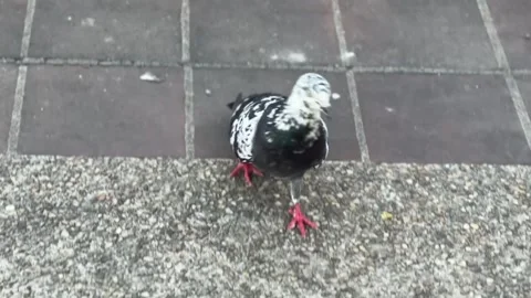 Gray pigeon walking on cement floor showing detailed feathers Stock Footage 313476046