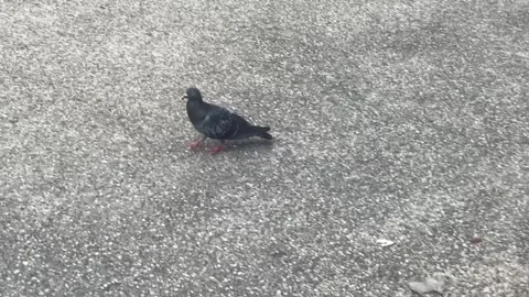 Gray pigeon walking on ground Stock Footage 313476020