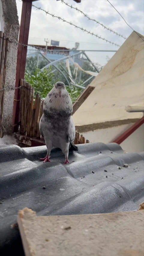 Gray pigeon walking on pavement — vertical 4K Stock Footage 319282822