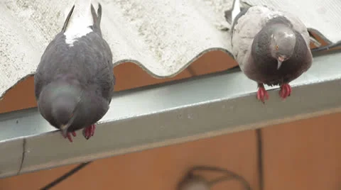 Gray pigeons Video stock 22916196