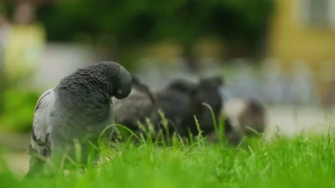 Gray pigeons in the grass clean their feathers to keep warm. Stock Footage 165013891