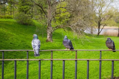 Gray pigeons in the Park in the spring Stock Photos