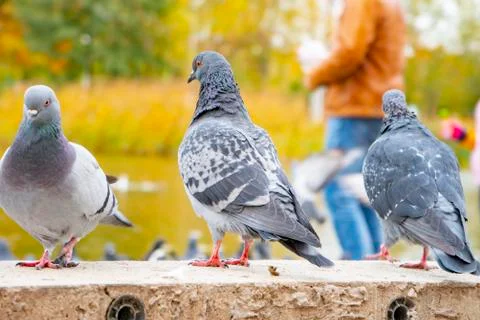 Gray pigeons sit on the concrete path 写真素材