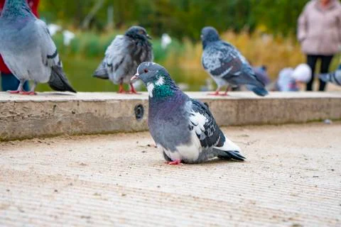 Gray pigeons sit on the concrete path Stock Photos
