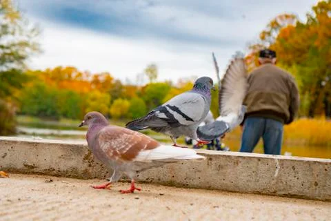 Gray pigeons sit on the concrete path Stock Photos
