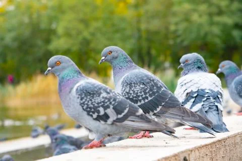 Gray pigeons sit on the concrete path 写真素材