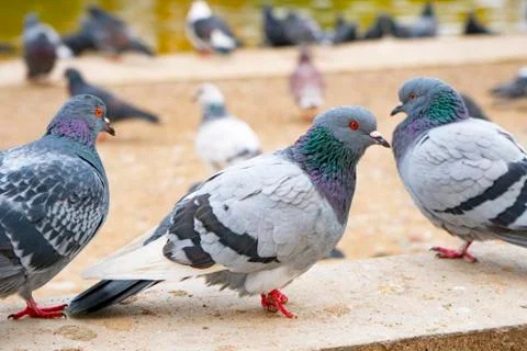 Gray pigeons sit on the concrete path Stock Photos