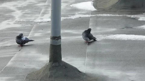 Gray pigeons sit on rooftops and clean their feathers. Two gray doves Stock Footage 141548225