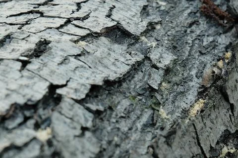 Gray pine tree trunk texture, grey textured bark close-up 库存照片