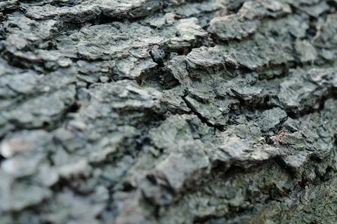 Gray pine tree trunk texture, grey textured bark close-up Stock Photos