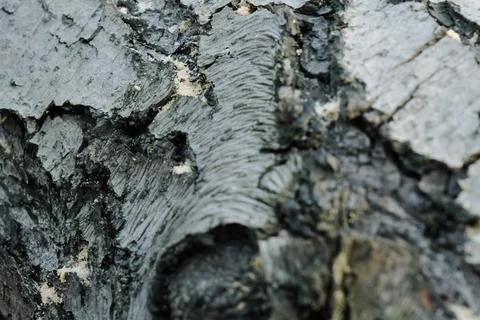 Gray pine tree trunk texture, grey textured bark close-up Stock Photos