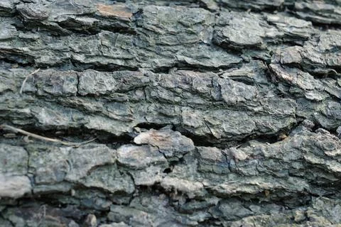 Gray pine tree trunk texture, grey textured bark close-up Stock Photos