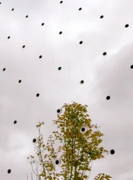 Gray plate surface with small holes and reflection of autumn tree Stock Photos