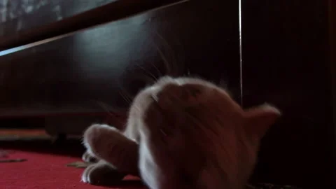 Gray Playful Cat Peeks Out From Under the Bed and Plays with the Owner Stock Footage 209152795