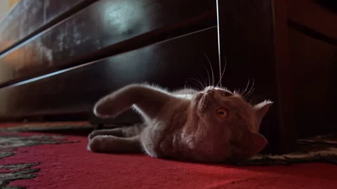 Gray Playful Cat Peeks Out From Under the Bed and Plays with the Owner Stock Footage 209152849