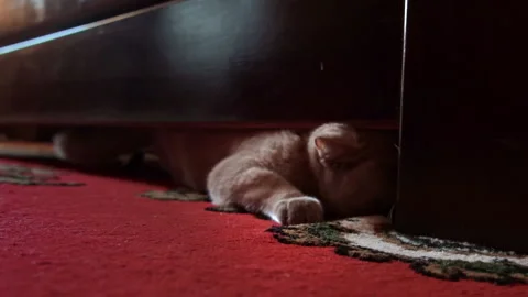 Gray Playful Cat Peeks Out From Under the Bed and Plays with the Owner Stock Footage 209423110