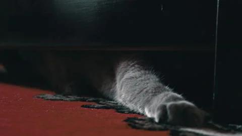 Gray Playful Cat Peeks Out From Under the Bed and Plays with the Owner Video stock 209423410
