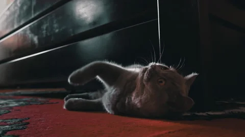 Gray Playful Cat Peeks Out From Under the Bed and Plays with the Owner Stock Footage 209424545