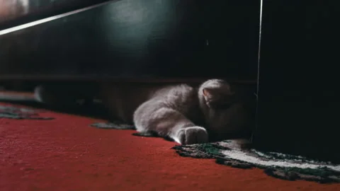 Gray Playful Cat Peeks Out From Under the Bed and Plays with the Owner Stock Footage 209899941