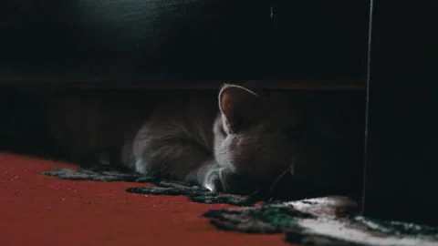 Gray Playful Cat Peeks Out From Under the Bed and Plays with the Owner Stock Footage 209900249