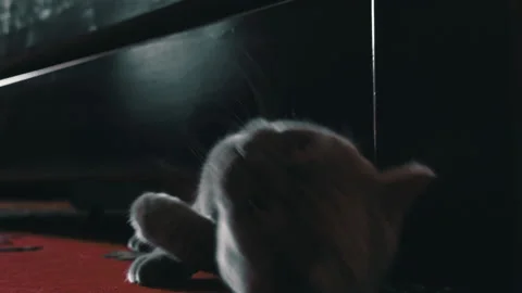 Gray Playful Cat Peeks Out From Under the Bed and Plays with the Owner Stock Footage 209900645