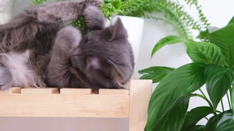 Gray playful kitten plays with the leaves of indoor plants and tears them off Stock Footage 291582157